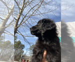 Small Photo #3 Goldendoodle-Newfoundland Mix Puppy For Sale in BUFORD, GA, USA
