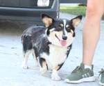 Small Photo #1 Pembroke Welsh Corgi Puppy For Sale in BOSWELL, IN, USA