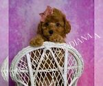 Small #2 Poodle (Miniature)