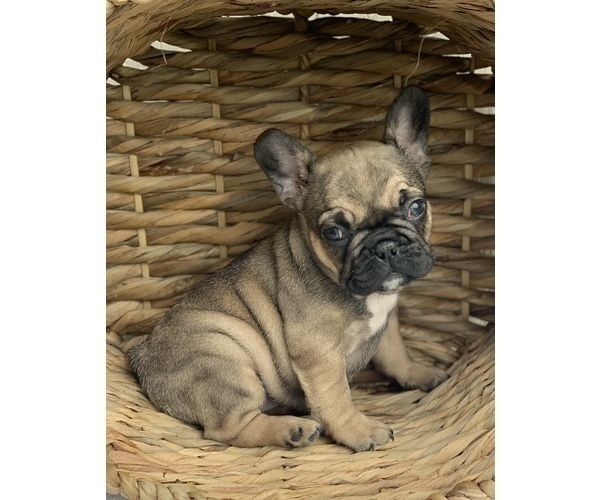Medium Photo #8 French Bulldog Puppy For Sale in BAKERSFIELD, CA, USA