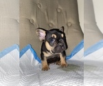 Small Photo #8 French Bulldog Puppy For Sale in MONEE, IL, USA