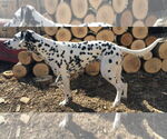 Small #7 Dalmatian