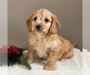 Cavapoo-Poodle (Miniature) Mix Puppy for sale in MIDDLESEX, NY, USA