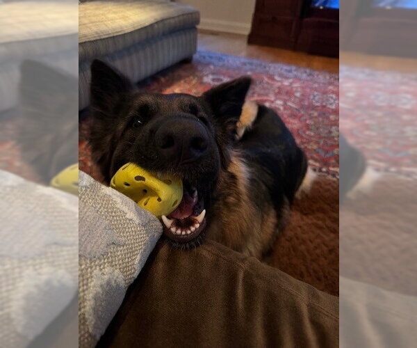 Medium Photo #3 German Shepherd Dog Puppy For Sale in Cupertino, CA, USA