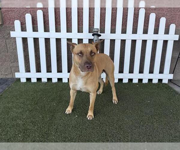 Medium Photo #1 Mutt Puppy For Sale in Modesto, CA, USA