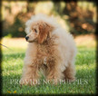 Small Photo #68 Poodle (Miniature) Puppy For Sale in COPPOCK, IA, USA