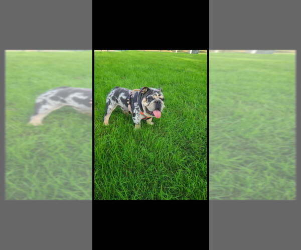 Medium Photo #1 English Bulldog Puppy For Sale in ARGYLE, TX, USA