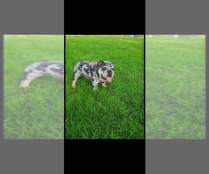 Father of the English Bulldog puppies born on 01/12/2026