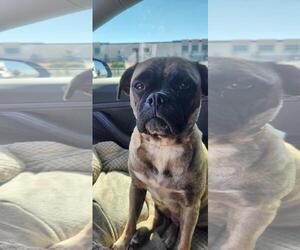 Pug Dogs for adoption in Menifee, CA, USA