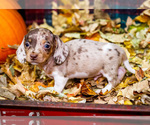 Small #1 Dachshund