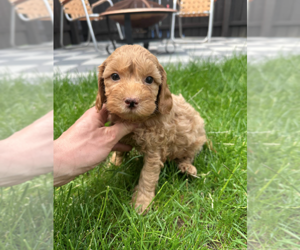 Medium Photo #3 Goldendoodle (Miniature) Puppy For Sale in MILWAUKEE, WI, USA