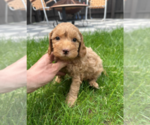Small #2 Goldendoodle (Miniature)