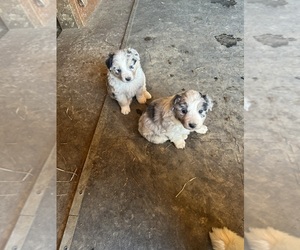 Australian Shepherd Puppy for sale in OWINGSVILLE, KY, USA
