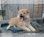 Small Photo #5 Pomeranian Puppy For Sale in HONEY BROOK, PA, USA