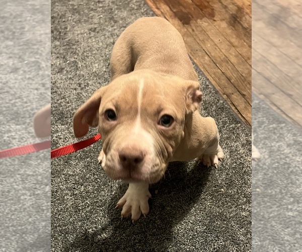 Medium Photo #30 American Bully Puppy For Sale in BUFFALO, NY, USA