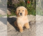 Small Photo #3 Golden Retriever Puppy For Sale in BEVERLY HILLS, CA, USA