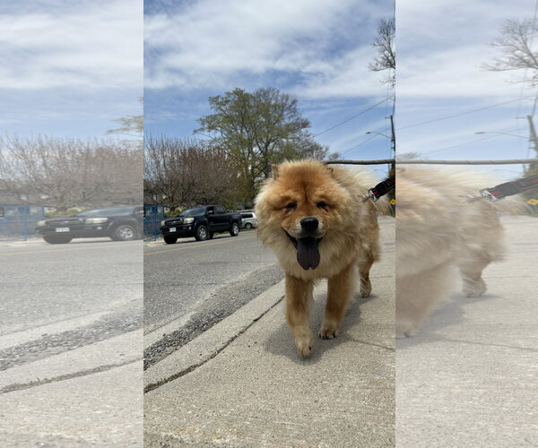 Medium Photo #2 Chow Chow Puppy For Sale in Prescott, Ontario, Canada
