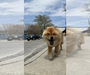 ADOPTED! - Male Chow Chow Dog for Adoption - Photo #2