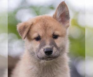 Siberian Husky-Unknown Mix Dogs for adoption in San Diego, CA, USA