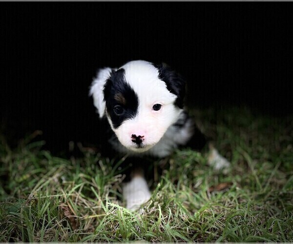Medium Photo #14 Miniature Australian Shepherd Puppy For Sale in MONTICELLO, SC, USA