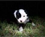 Small #13 Miniature Australian Shepherd