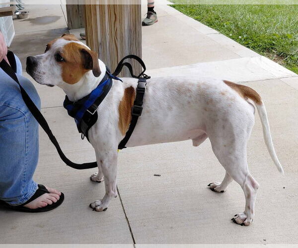 Medium Photo #10 American Pit Bull Terrier-Unknown Mix Puppy For Sale in Germantown, OH, USA