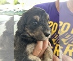 Small Photo #37 Aussiedoodle Puppy For Sale in LONGWOOD, FL, USA