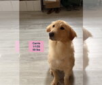 Small #20 Golden Retriever