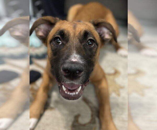 Medium Photo #5 Boxer-Unknown Mix Puppy For Sale in Evansville, IN, USA