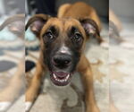 Small #4 Boxer Mix