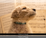 Small Photo #3 Goldendoodle Puppy For Sale in ESCOHEAG, RI, USA