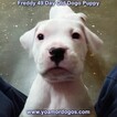 Small Photo #175 Dogo Argentino Puppy For Sale in PINEVILLE, MO, USA