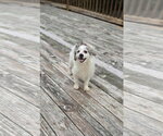 Small Chihuahua Mix