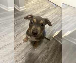 American Bully Puppy for Sale in LEXINGTON, Kentucky USA