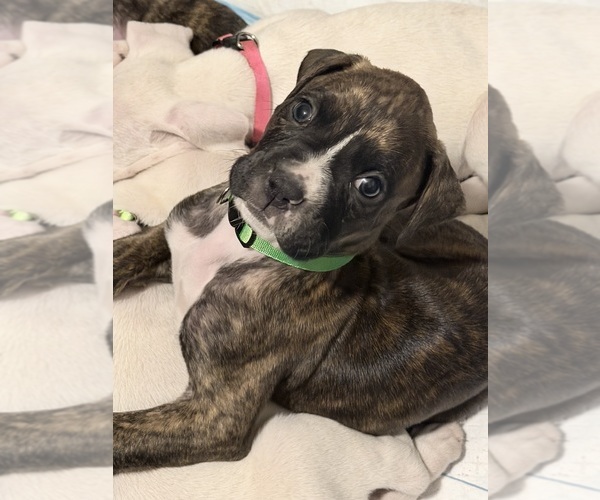 Medium Photo #6 Boxer Puppy For Sale in DISPUTANTA, VA, USA