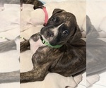Boxer puppies - Male Boxer Puppy for Sale - Photo #6