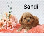 Puppy Sandi Cock-A-Poo