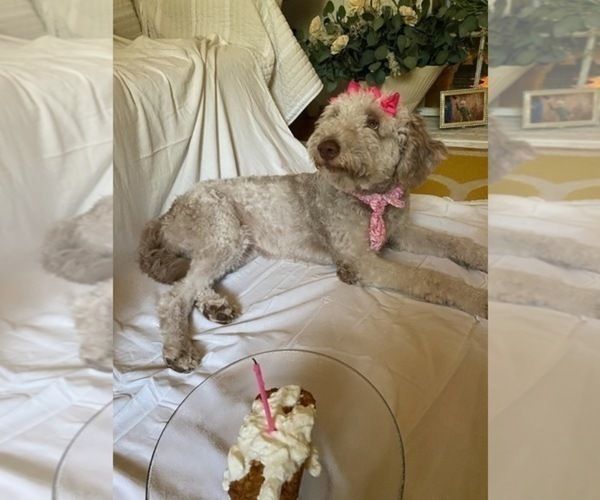 Medium Photo #1 Goldendoodle (Miniature) Puppy For Sale in LILLINGTON, NC, USA