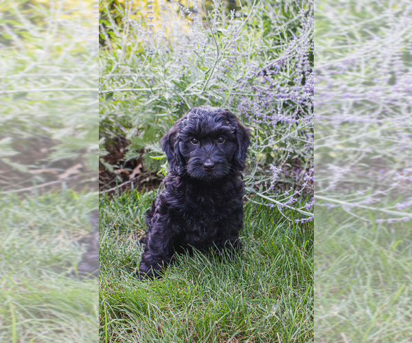 Medium Photo #4 Bernedoodle (Miniature) Puppy For Sale in NARVON, PA, USA