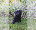 Small #3 Bernedoodle (Miniature)