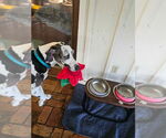 Small #3 Great Dane