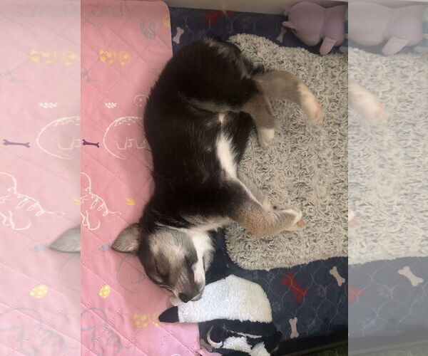 Medium Photo #16 Great Pyrenees-Unknown Mix Puppy For Sale in Houston, TX, USA