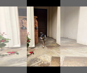 Mutt Dogs for adoption in Woodland Hills, CA, USA