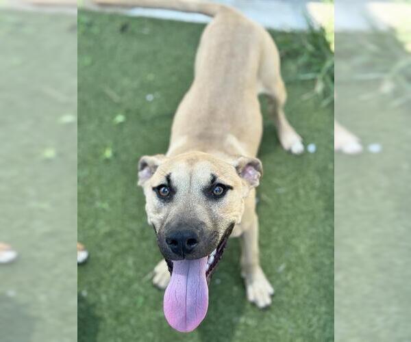 Medium Photo #1 American Staffordshire Terrier-Boxer Mix Puppy For Sale in Fort Lauderdale, FL, USA