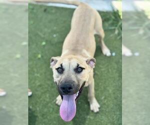 American Staffordshire Terrier-Boxer Mix Dogs for adoption in Fort Lauderdale, FL, USA