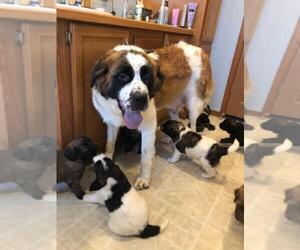 Mother of the Saint Berdoodle puppies born on 07/21/2019