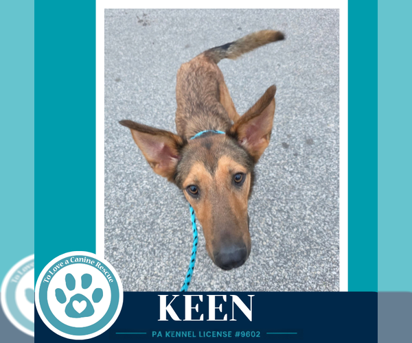 Medium Photo #3 Mutt Puppy For Sale in Kimberton, PA, USA