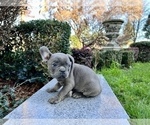 Small #229 French Bulldog