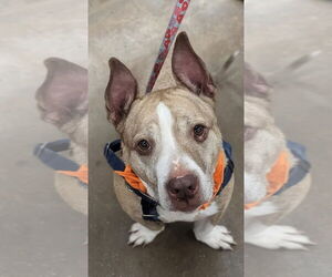 American Staffordshire Terrier Dogs for adoption in Lawrenceville, NJ, USA