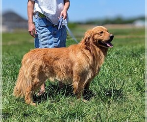 Golden Retriever Puppy for sale in ELKTON, KY, USA